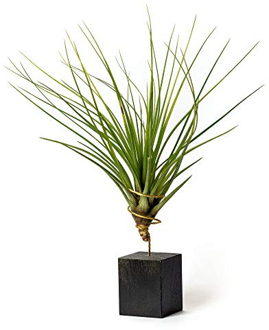 PLANDAIRE Tillandsia Tricolor IR Pflanze ohne lebende Erde – Tillandsien echte Pflanzen – Zimmerpflanzen natürlich Tillandsia echte Pflanze Luftpflanzen (inklusive Werkzeug) (schwarz)