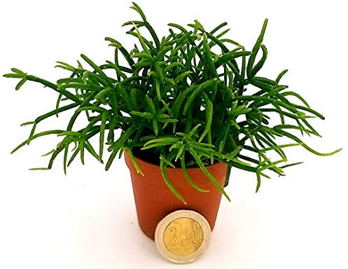 POWERS TO FLOWERS - RHIPSALIS MINI IDEALE PER TERRARIUM, pianta vera