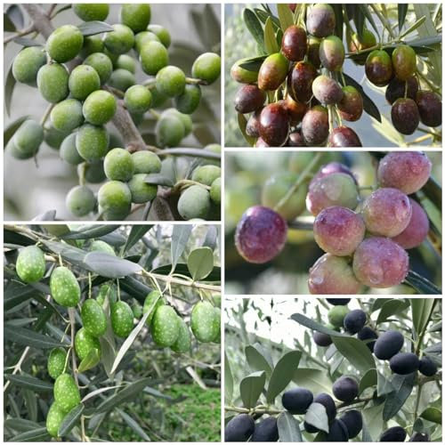 20 pcs olivenbaum samen winterhart, kletterpflanzen winterhart, alte sorten saatgut olivenbaum kaufen (Olea europaea) kübelpflanzen, blumen garten balkon beet, gartenpflanzen winterhart