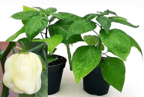 POWERS TO FLOWERS - PEPERONCINO PICCANTE HABANERO WHITE BIO, 2 PIANTE, Vaso 10cm, piante vere