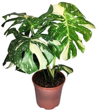 I GIARDINI DI GIULIA - Monstera Thai Constellation | Pianta rara ed esotica | Foglie variegate uniche | Vaso diametro 19 cm | Facile cura e longevità, Verde con parti bianche, Pianta da collezione