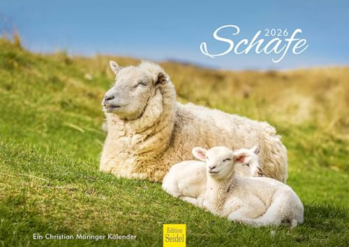 Edition Seidel Premium Kalender Schafe 2026 Format DIN A3 Wandkalender Tierkalender Schaf Lamm Bock Haustiere Christian Müringer