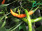SEMILLAS CHILE DE ARBOL ORANGE