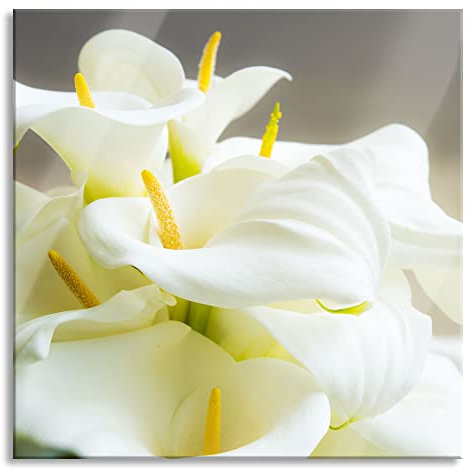 Pixxprint Glasbild, Wandbild auf Echtglas, Wunderschöne weiße Calla Lilien, 50x50 cm, inkl. Aufhängung und Abstandshalter