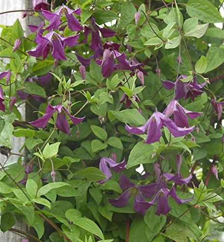 Robuste Waldrebe 100-125cm - Clematis viticella