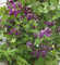 Robuste Waldrebe 100-125cm - Clematis viticella