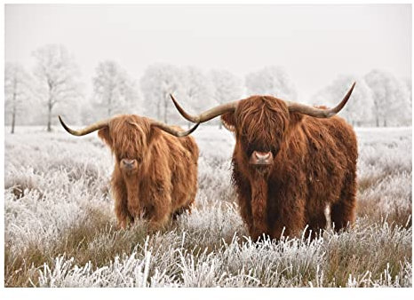 WallArena Fototapete Büffel Bison Tiere Winterlandschaft Modern Wohnzimmer Schlafzimmer Wandtapete Vlies Tapete UV-Beständig Montagefertig (416x290 cm - 4 Bahnen)