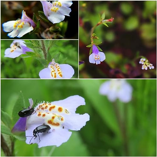 300 pcs Mazus reptans samen - winterharte kübelpflanzen gartenblumen Bodendecker,Lippenmäulchen gartenarbeit winterharte pflanzen für garten plant winterfeste pflanzen für kübel sommerblumen