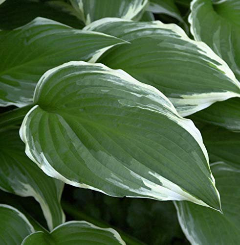 Große Weißrand Funkie - Hosta crispula
