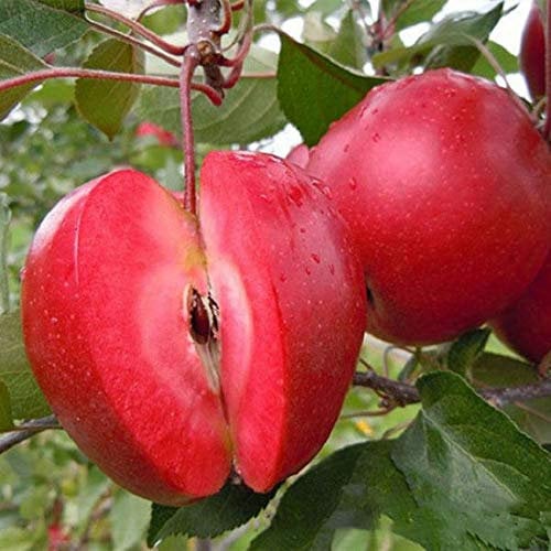 Portal Cool Egrow 50 Semi di Mela Pca/Pacchetto a polpa Rossa redlove Era Fruit Tree Seed Garden P:Seeds Only