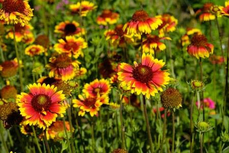 GAILLARDIA SEMPLICE MISCUGLIO NR.50 SEMI