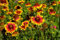 GAILLARDIA SEMPLICE MISCUGLIO NR.50 SEMI