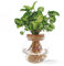 WL Plants Syngonium Pixie Hydrokultur Glas - Propagation Station - Zimmerpflanzen - Ø12cm - ± 20cm Hoch - Reagenzglas vase - Im Kugelglas mit Klickkorke