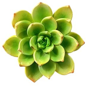 Wisafory Kühlschrank Magnet Aufkleber Blumen Sticker Karikatur Stereo Kühlschrankmagnete Flower Stickers Blumenaufkleber für Kühlschrank Schrank, Whiteboard, Magnettafel Sukkulente