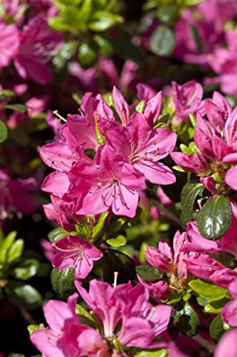 Rhododendron obtusum 'Kermesina' 30-40 cm – Winterhart, Immergrün, Mehrjährig – Japanische Azalee – Zierstrauch für Garten & Kübel