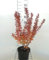 Berberis thunb. 'Red Rocket' - Berberitze 25-30 cm Container