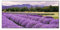 banjado Magnettafel schwarz 78 x 37cm / Magnetwand Metall/Magnetpinnwand als Memoboard/Pinnwand Magnettafel Küche, Büro, Kinderzimmer inkl. 4 Magnete & Montageset - Motiv Lavendel 1