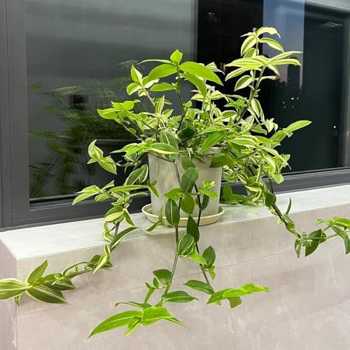 250 pz semi di pianta d'appartamento della pianta ragno, semi di fiori, piante (Chlorophytum comosum) Semi di fiori regalo per gli ospiti, letto sul balcone Fiori da balcone, regali