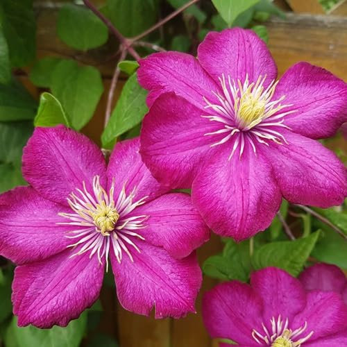 Rosa Clematis-Blumensamen 100 Stück