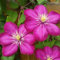 Rosa Clematis-Blumensamen 100 Stück