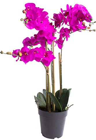 Nova-Nature künstliche Orchidee Bora (Orchideen Pflanze/Phalaenopsis) im schwarzen Kunststofftopf mit Rispen, Blättern und Luftwurzeln real Touch (Fuchsia, ca. 60 cm / 5 Rispen)