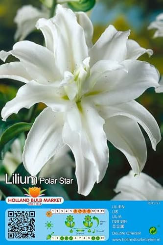 Lilienzwiebeln : Lilien Lilium orientalis Gefüllte Orientalische Lilie  Polar Star  1 Blumenzwiebeln