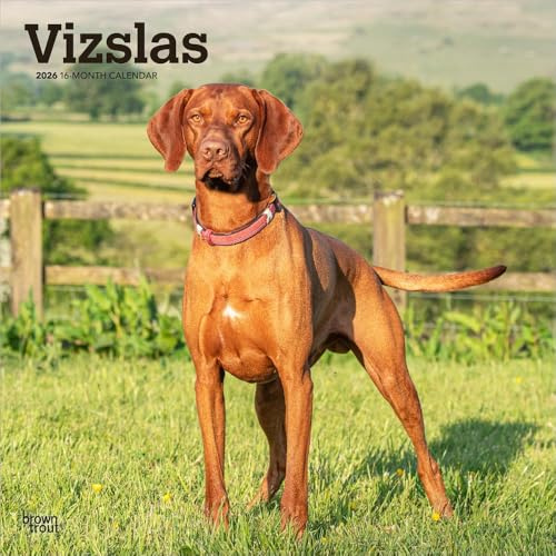 Vizslas – Kurzhaariger Ungarischer Vorstehhund 2026 – 16-Monatskalender: Original BrownTrout-Kalender [Mehrsprachig] [Kalender] (Wall-Kalender)