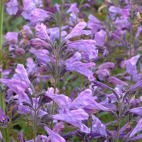 12 unidades o 1 m² Menta gatuna siberiana - Nepeta Sibirica Maceta 9x9 cm
