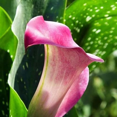 Calla zwiebeln-Winterhart Mehrjährig,Calla Pflanze Knolle,Calla Lily Plants Live,Calla Lily Plant,Calla Pflanze Winterhart,Bonsai Pflanze,Einfach Zu Pflanzen-2zwiebeln-e