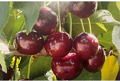 Vivai le Georgiche - Pianta vera di Ciliegio Ravenna Tardiva Prunus avium 'Ravenna Tardiva' - vaso Ø 20 cm - altezza alla vendita 160-180 cm