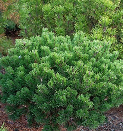 Zwerg Latschenkiefer Klostergrün 20-25cm - Pinus mugo - lebende Gartenpflanze aus den Baumschulen