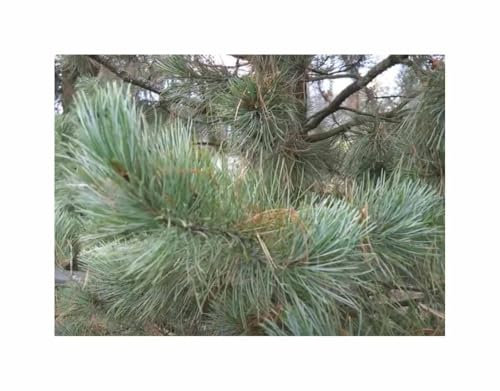 Stk - 5x Pinus cembra - Zirbe Arve essbare Kerne Zierbaum Pflanzen - Samen ID1767 - Seeds & Plants Shop by Ipsa