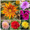 4 pcs dahlien knollen stauden winterhart mehrjährig dahlien Dahlien Pflanzen mehrjährige Garten blumenzwiebeln winterhart zimmerpflanzen frühblüher zwiebeln gewächshaus balkon frühlingsblumen