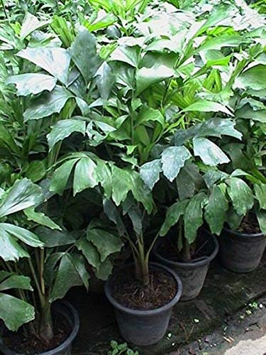 PLATFIRM Keim Seeds: 5 Samen Caryota mitisFishtail Palm, Warze Fishtail Palm