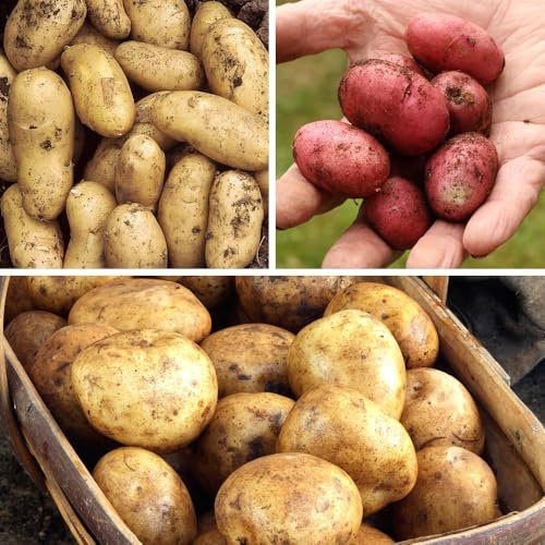 YouGarden Patio Potato Pack, Grow Your Own Potatos in Garden or on Patio, 18 Tubers of Three Varieties, Outdoor Vegetable Plants for Pots and Planters