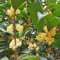 200 pcs osmanthus fragrans baum samen, bonzai baum pflanzendeko topfpflanzen draußen winterhart baumsamen deko pflanze zimmerpflanzen bäume kaufen plants saatgut geschenk garten geschenke