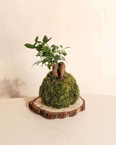 Kit Kokedama Ficus Ginseng | Planta Natural Interior | Pur Plant