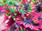 Buntnessel Samen, Coleus 'Rococo' 20 Samen ungewöhnliche Blattform
