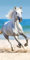 APTEX Pferde Duschtuch Badetuch Handtuch Strandtuch 70 x 140cm