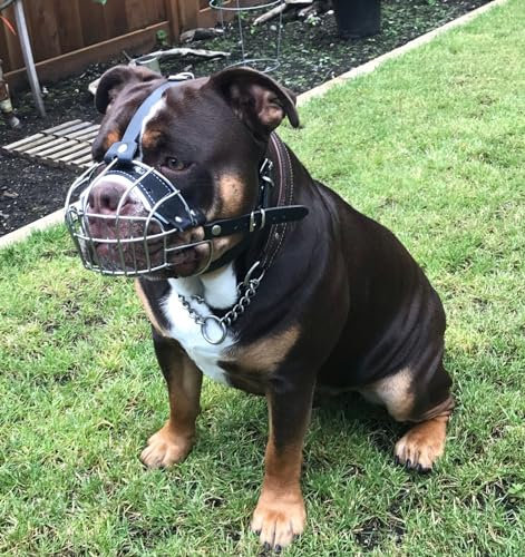 Strong Metal Wire Basket Dog Muzzle for Bully XL, American Bully & Other (B5, Siver Black Leather)