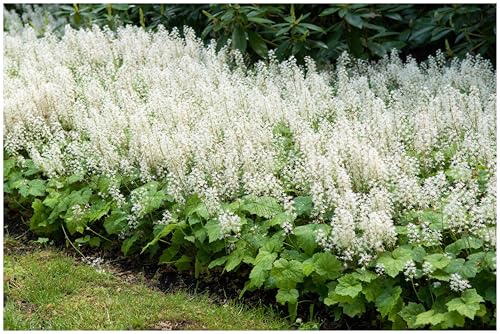 Stauden Gänge 5 x Tiarella cordifolia Schaumblüte winterhart