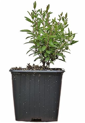 Seedeo® Zwerg-Granatapfel (Punica granatum nana) Jungpflanze ca. 10 cm höhe