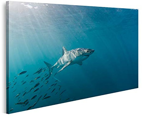 islandburner Bild auf Leinwand Großer Weißer Hai Und Fischschwarm Bilder Wandbilder Poster