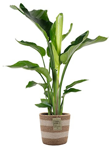 Bloomique - Strelitzia Nicolai - Oiseau de paradis - Plante d’intérieur - Dépolluante - Facile à entretenir - 80-100 cm de haut - Panier en jute 21 cm