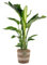 Bloomique - Strelitzia Nicolai - Oiseau de paradis - Plante d’intérieur - Dépolluante - Facile à entretenir - 80-100 cm de haut - Panier en jute 21 cm
