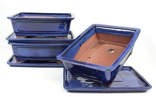 PLANETA HUERTO | Tiesto Bonsái Rectangular 25 cm con Plato Azul – Maceta Estable y Atractiva para Bonsáis de Mayor Tamaño