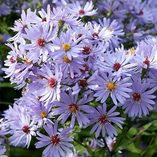 Plant Theory Little Carlow Aster Perennials Flowering Plants Symphyotrichum 2L Pot