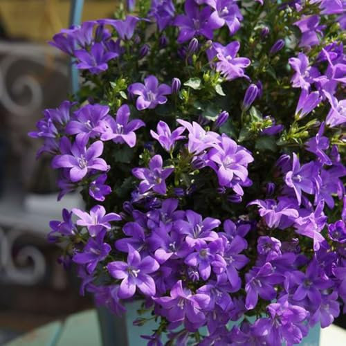 Semi di campanula - Campanula media piante da giardino、lungo periodo di per un semi di piante, giardino interno Fiori resistenti all'esterno, semi di bonsai e piante in vaso 300pcs