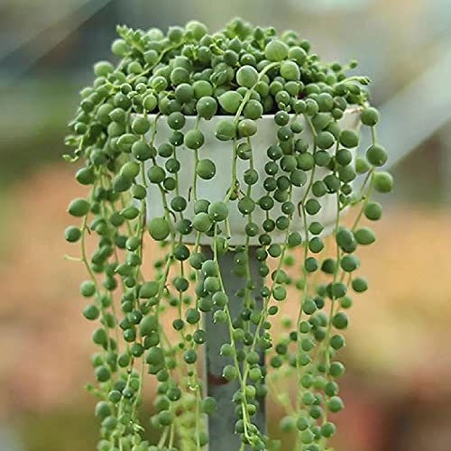 erbsenpflanze Senecio rowleyanus hängend samen - fleischfressende pflanzen Sukkulenten succulent plants - kräuter samen luftreinigende zimmerpflanzen zimmerbonsai bonsai 180 Stück