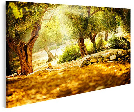 islandburner Prime Bild auf Leinwand Olivenbäume Im Sonnenlicht Bilder Wandbilder Poster